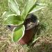 Perene: HOSTA albomarginata, slika1